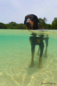 Life guard dog by Raoul Caprez 